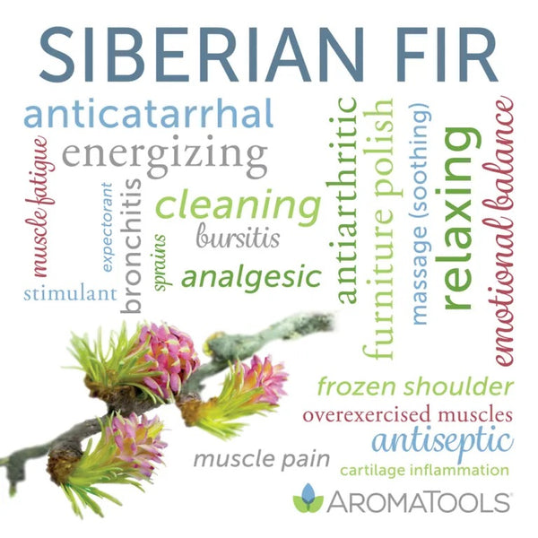 Essential Oil Spotlight: Siberian Fir - AromaTools®