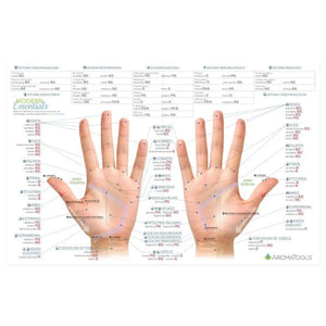 Modern Essentials Reflexology Chart 10Th Edition Spanish