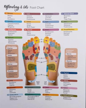 Reflexology & Oils Hand Chart/Foot Chart (8-1/2’’ x 11’’)