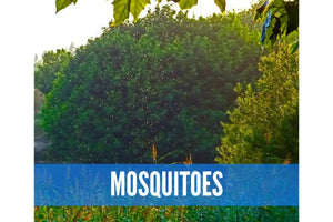 Essential Oils For Bugs And Pests Oil Academy Digital Online Class