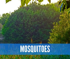 Essential Oils For Bugs And Pests Oil Academy Digital Online Class