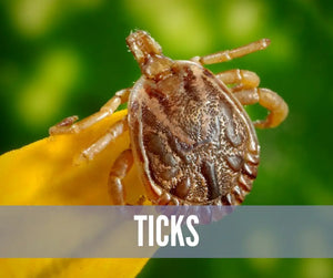 Essential Oils For Bugs And Pests Oil Academy Digital Online Class