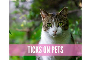 Essential Oils For Bugs And Pests Oil Academy Digital Online Class