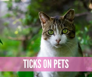 Essential Oils For Bugs And Pests Oil Academy Digital Online Class