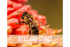 Essential Oils For Bugs And Pests Oil Academy Digital Online Class