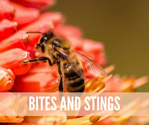 Essential Oils For Bugs And Pests Oil Academy Digital Online Class