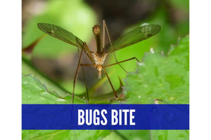 Essential Oils For Summer Camp Oil Academy Digital Online Class