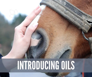 Essential Oil Recipes For Horses Academy Digital Online Class