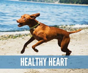 Essential Oil Recipes For Pets Academy Digital Online Class