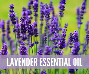 The Essentials Kit Essential Oil Academy Digital Online Class