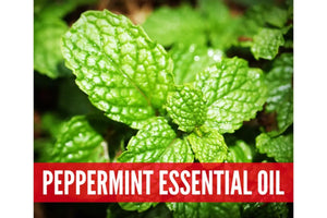 Essential Oils For Fatigue Oil Academy Digital Online Class