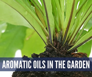Gardening And Essential Oils Oil Academy Digital Online Class
