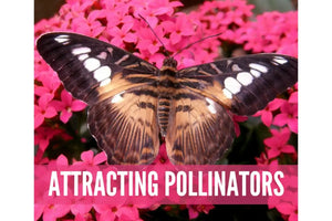 Gardening And Essential Oils Oil Academy Digital Online Class