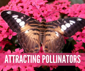 Gardening And Essential Oils Oil Academy Digital Online Class