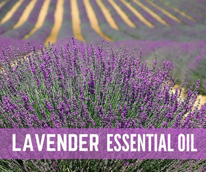 Essential Oils 101 Oil Academy Digital Online Class