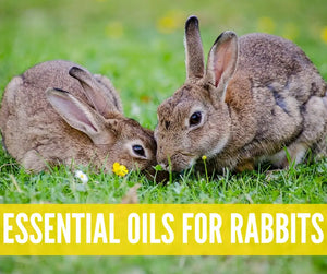 Essential Oils For Pets Oil Academy Digital Online Class