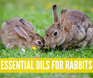 Essential Oils For Pets Oil Academy Digital Online Class