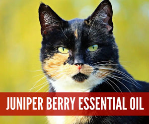 Essential Oils For Pets Oil Academy Digital Online Class