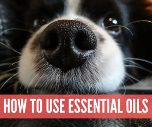 Essential Oils For Pets Oil Academy Digital Online Class