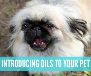 Essential Oils For Pets Oil Academy Digital Online Class