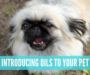 Essential Oils For Pets Oil Academy Digital Online Class