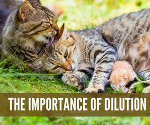 Essential Oils For Pets Oil Academy Digital Online Class