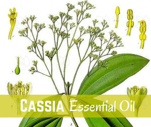 Oils For The Bible Essential Oil Academy Digital Online Class