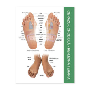 Reflex Points For Foot And Hand Chart (8-1/2 X 11) Slovak