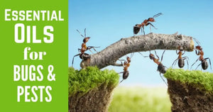"Essential Oils for Bugs and Pests" Essential Oil Academy Digital Online Class