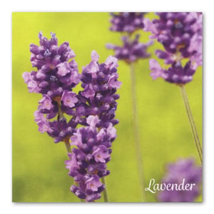 Essential Oil Word Mosaics and Photo Art Cards: lavender, back side.