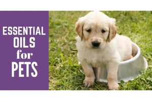 "Essential Oils for Pets" Essential Oil Academy Digital Online Class