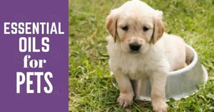 "Essential Oils for Pets" Essential Oil Academy Digital Online Class