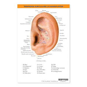 Auricular Internal Body Points Chart Dutch