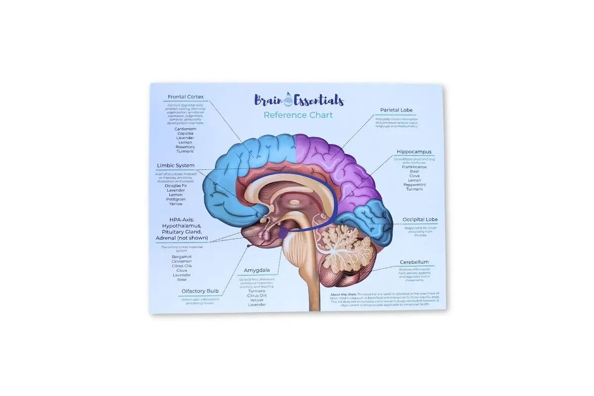 Brain Essentials Reference Chart