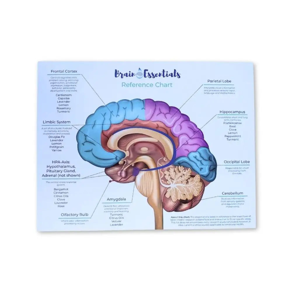 Brain Essentials: Reference Chart