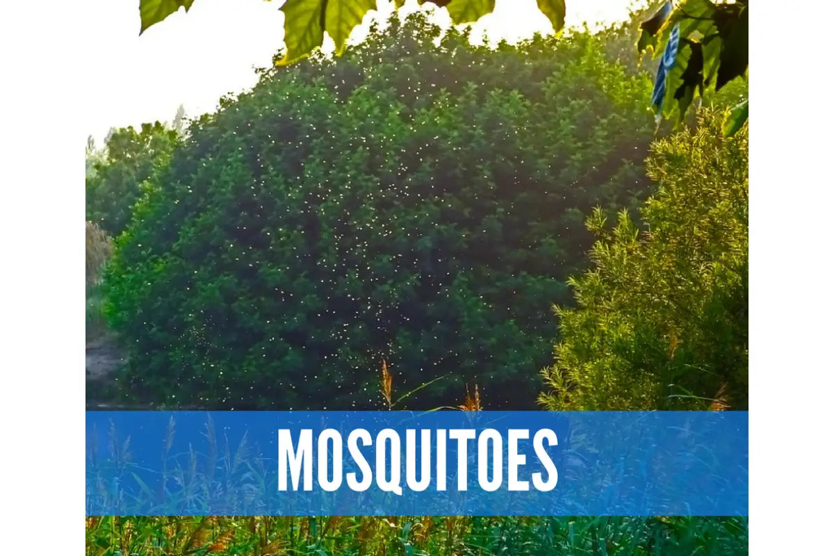 Essential Oils For Bugs And Pests Oil Academy Digital Online Class