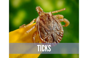 Essential Oils For Bugs And Pests Oil Academy Digital Online Class