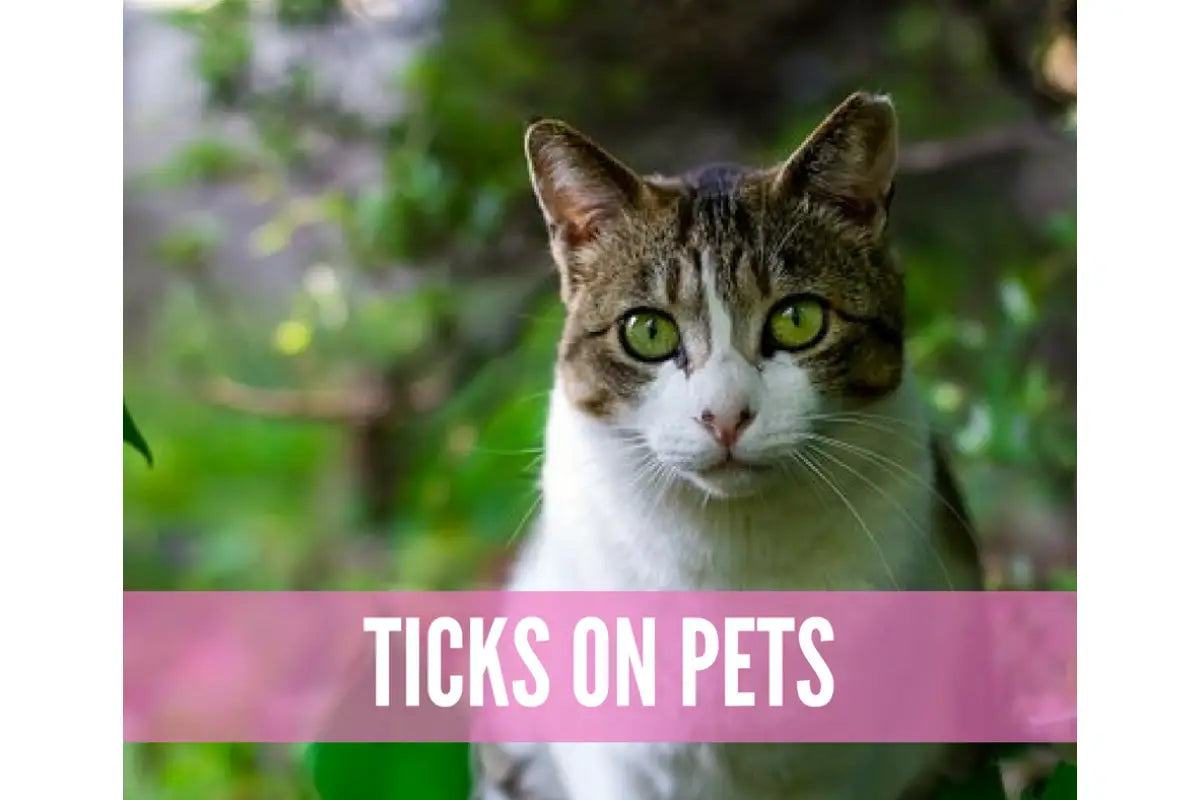 Essential Oils For Bugs And Pests Oil Academy Digital Online Class