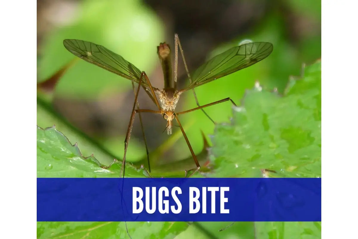 Essential Oils For Summer Camp Oil Academy Digital Online Class