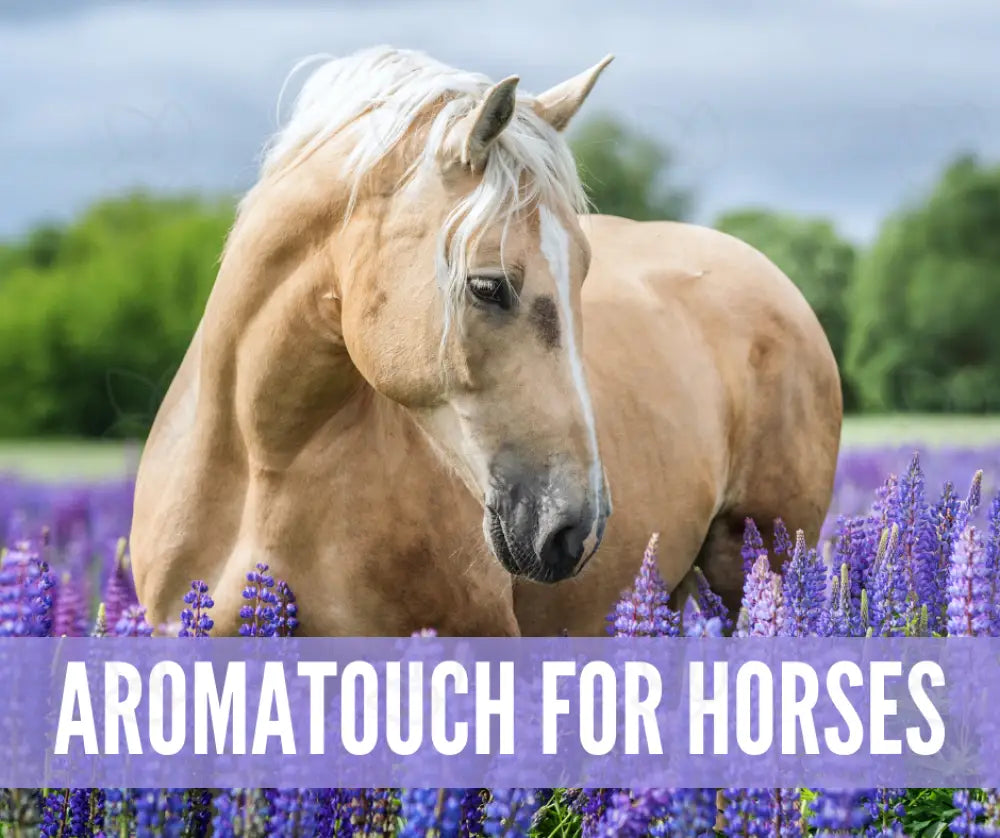 Essential Oil Recipes For Horses Academy Digital Online Class