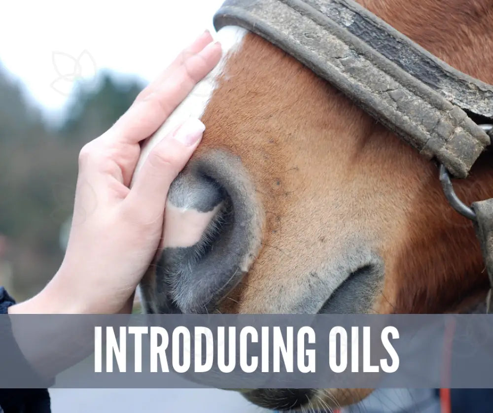"Essential Oil Recipes for Horses" Essential Oil Academy Digital Online Class
