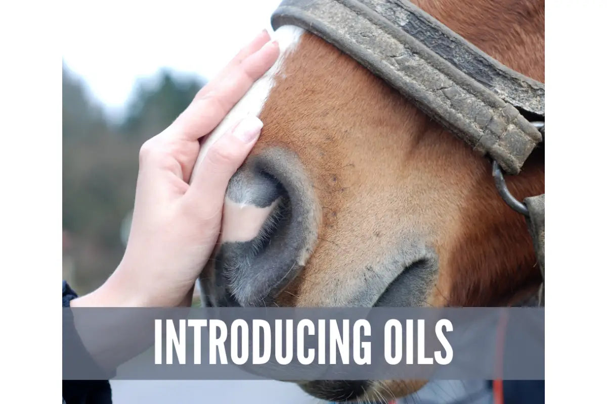 "Essential Oil Recipes for Horses" Essential Oil Academy Digital Online Class