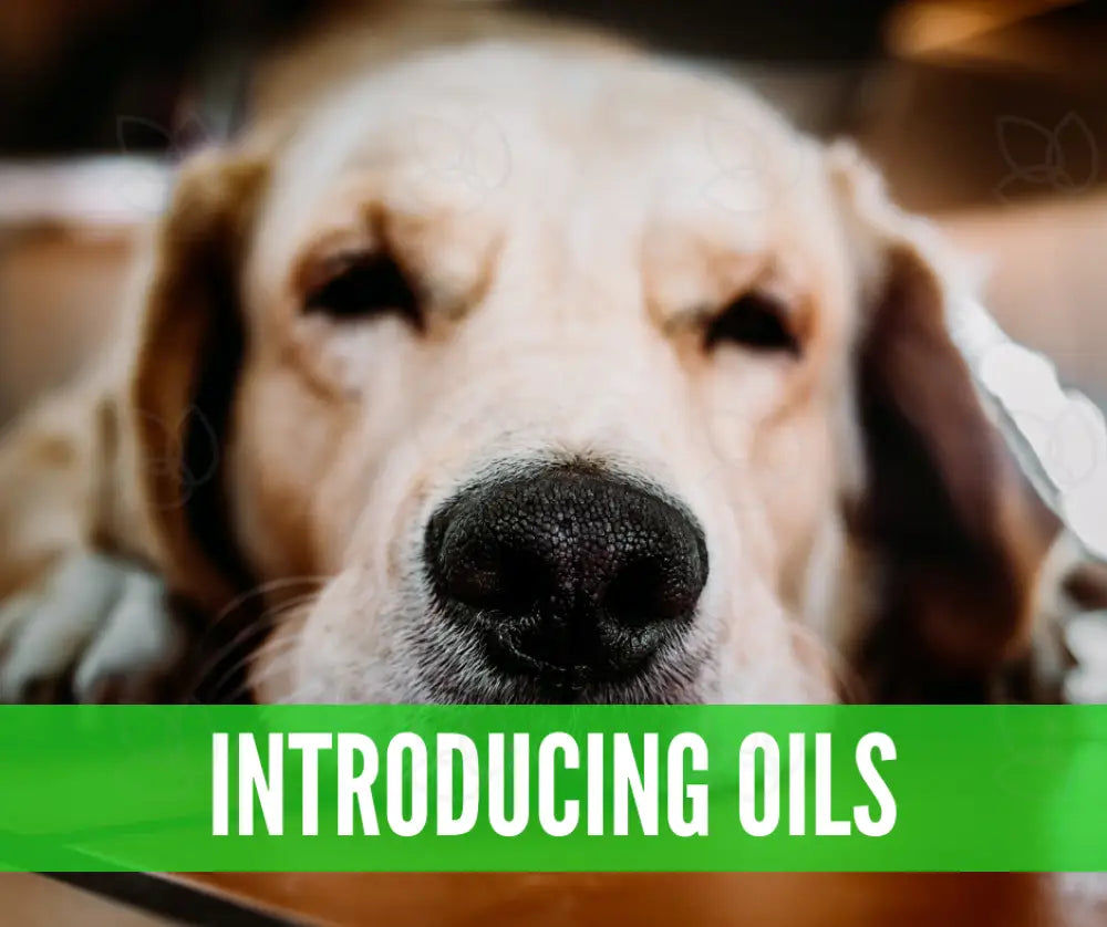 Essential Oil Recipes For Pets Academy Digital Online Class
