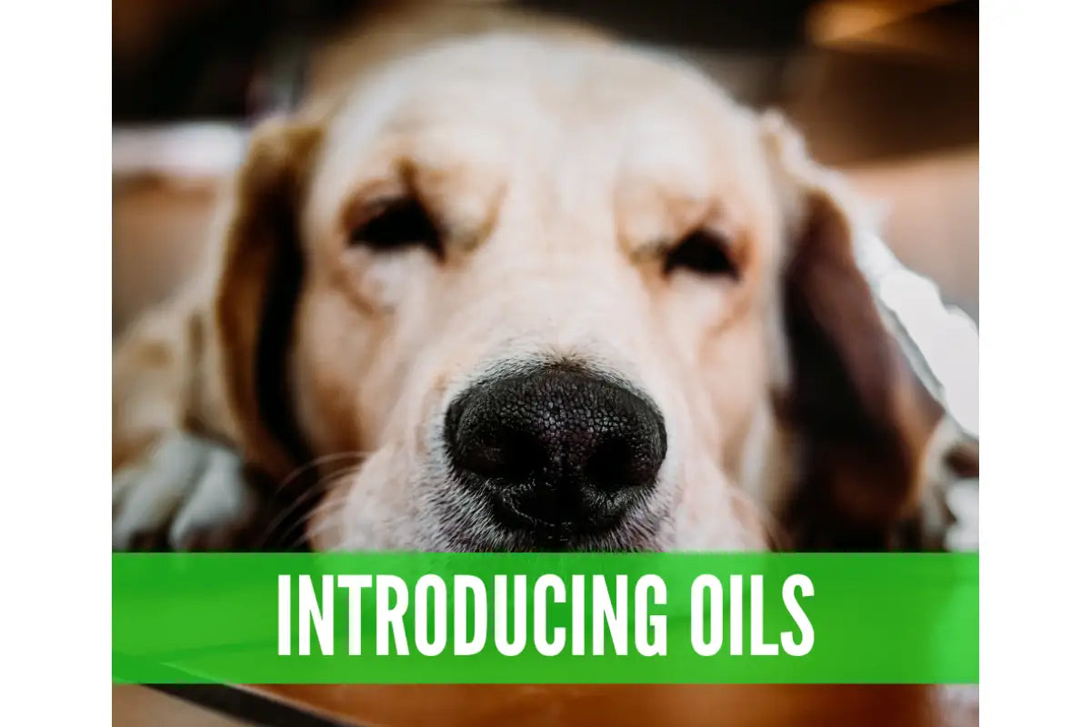 "Essential Oil Recipes for Pets" Essential Oil Academy Digital Online Class