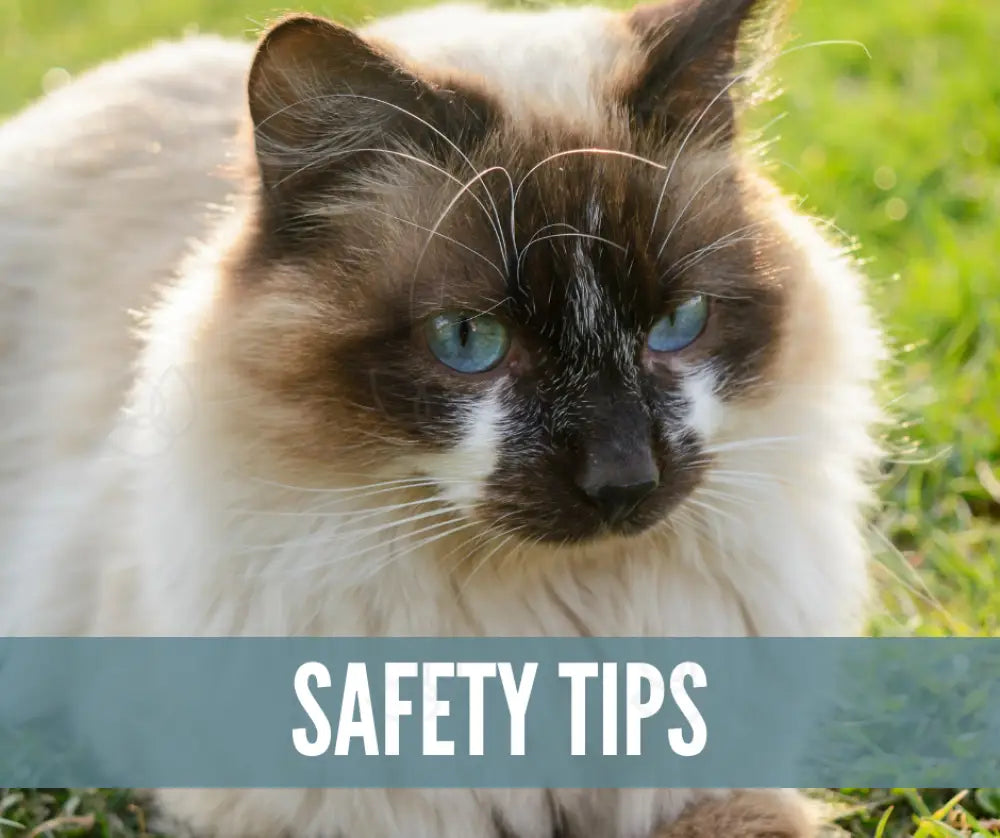 Essential Oil Recipes For Pets Academy Digital Online Class