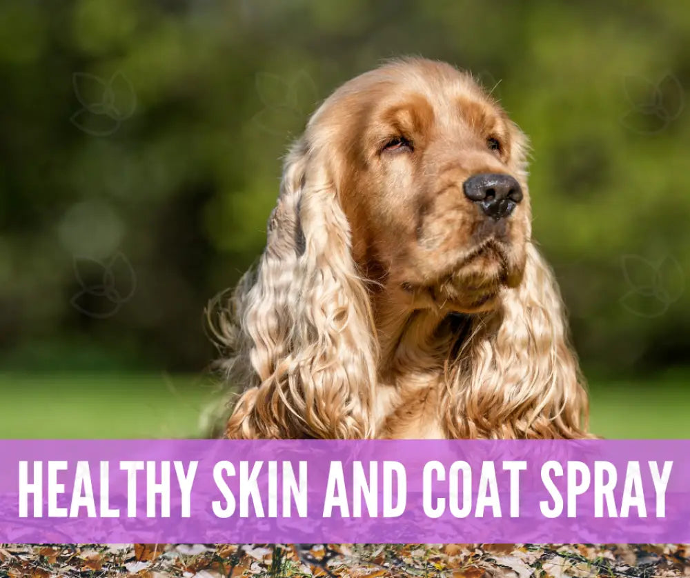 Essential Oil Recipes For Pets Academy Digital Online Class