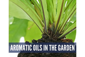 Gardening And Essential Oils Oil Academy Digital Online Class