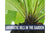 "Gardening and Essential Oils" Essential Oil Academy Digital Online Class