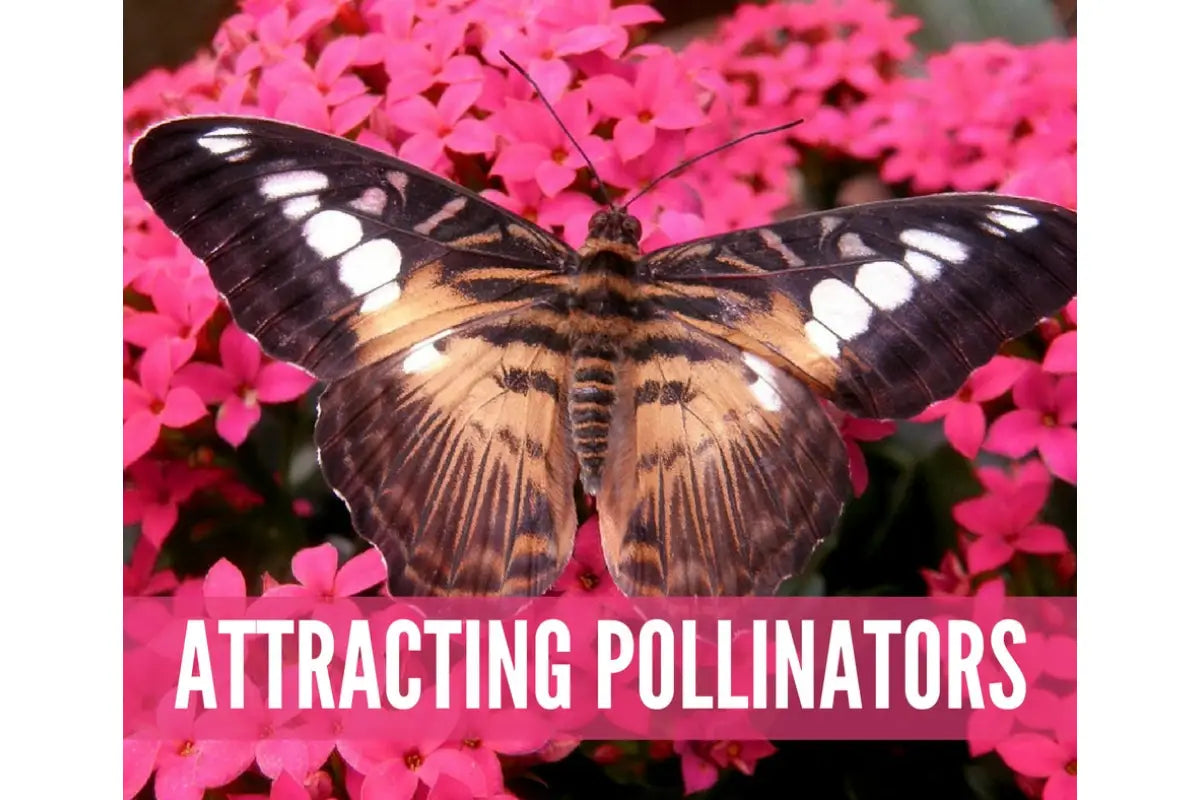 Gardening And Essential Oils Oil Academy Digital Online Class