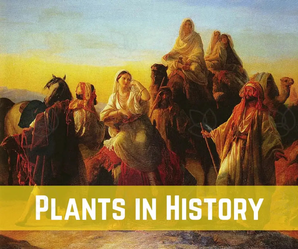 Oils For The Bible Essential Oil Academy Digital Online Class